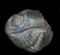 Small Enrolled Trilobite (Acastoides) Fossils - Photo 3